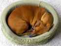 curled-up-sleeping-dog-1349553