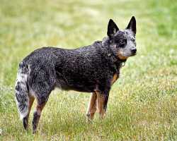 Blue Heeler