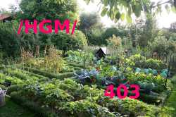 hgm403