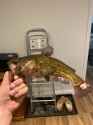 shatfish