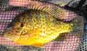 Pumpkinseed