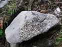 SANY0115 (6)