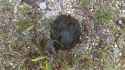 Bear Scat