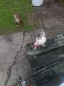 dugs