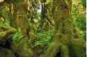 westernforest