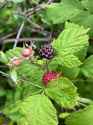 R occidentalis