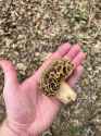 morel 2