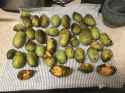 pawpaw harvest 2
