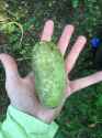 pawpaw