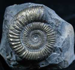 dactylioceras-748370610