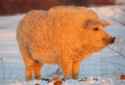 wooly pig