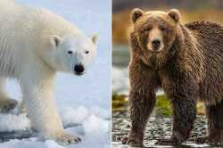 prizzly-bears-polar-and-grizzly-5a6aee4d710b4c07a4ab8c9c69ef980d