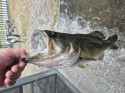 bass