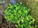 Wood-Sorrel-7