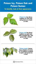 10655-poison-ivy-oak-sumac