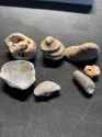 fossil1