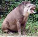 laughing antelope