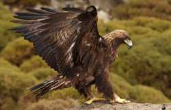 Golden-Eagle_Jesus-Giraldo-Gutierrez-Shutterstock