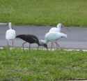 ibis