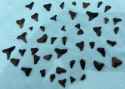 Shark teeth_Venice Beach_Sept 2024