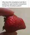 truskawkowy żyd