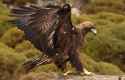 Golden-Eagle_Jesus-Giraldo-Gutierrez-Shutterstock