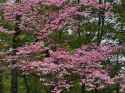 dogwood