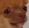 dog-crying-meme