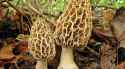 Morel