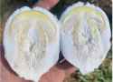amanita egg