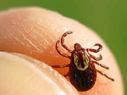 Lyme-Disease-Deer-Tick-4101000-thumb