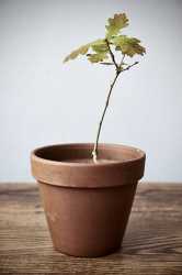 oak-tree-sapling-picture-id473841542-20907293