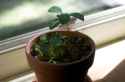 wintergreen_moss