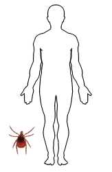 man-body-outline-vector-6118381