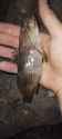Rule 34 Rule 34 Image