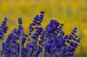 Violet and yellow flowers