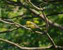 golden-finch