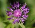 cornflower-purple