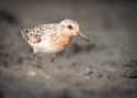 sanderling