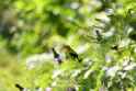 Goldfinch_002_2024