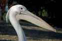 pelican_head