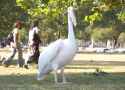 giant_pelican_2