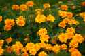 marigolds