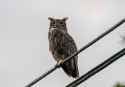 owl-