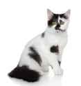 mixed-breed-spotted-black-white-cat-22090837-2037772071