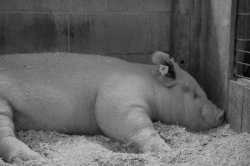 sleeping pig