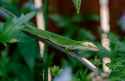 Anolis_carolinensis-02882