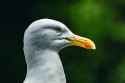 dublin gull