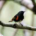 American_Redstart_Card