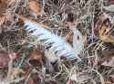 feather_of_a_bird_01_01_2025